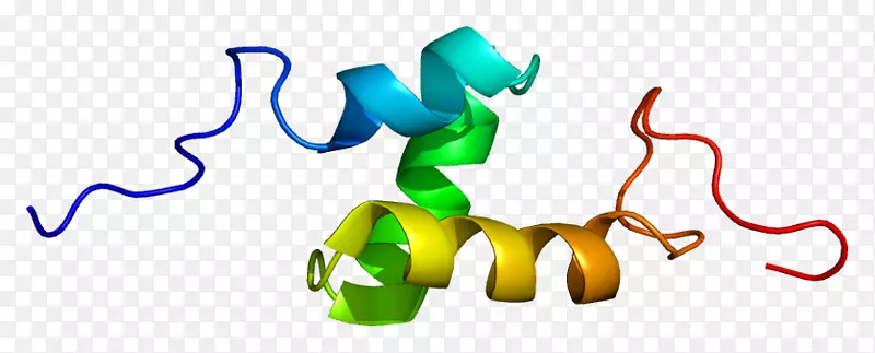 人ubash3a泛素相关基因蛋白和SH3结构域