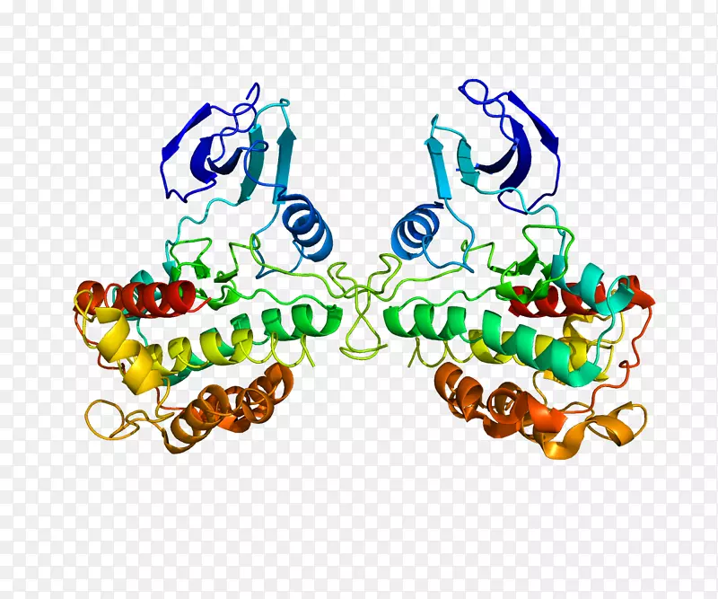 rps6ka1蛋白激酶核糖体S6激酶核糖体
