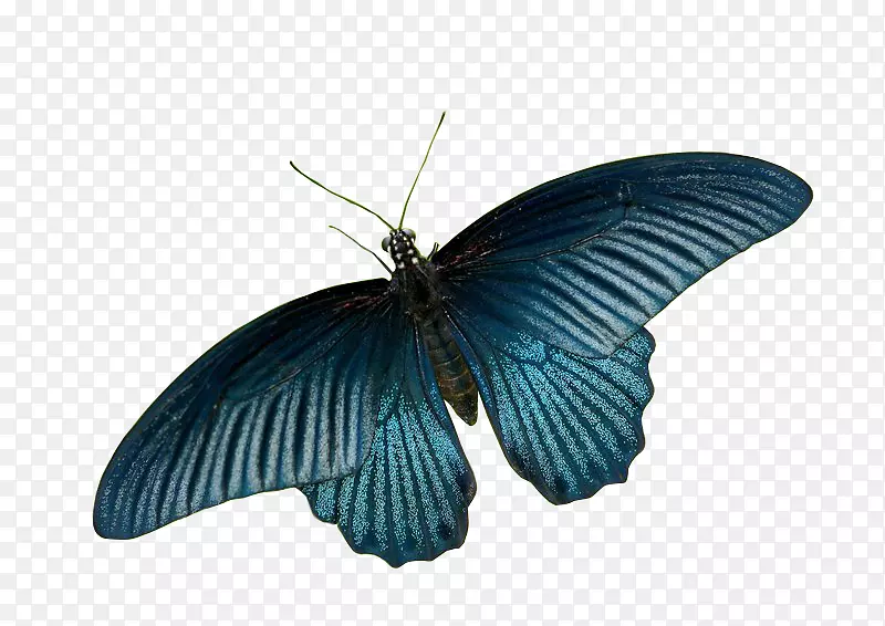毛茸茸的蝴蝶，飞蛾，微软的天蓝色蝴蝶背景