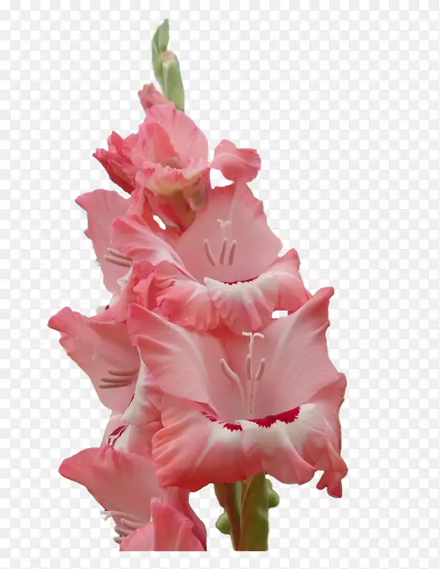 唐菖蒲切花，植物茎，草本植物，粉红色