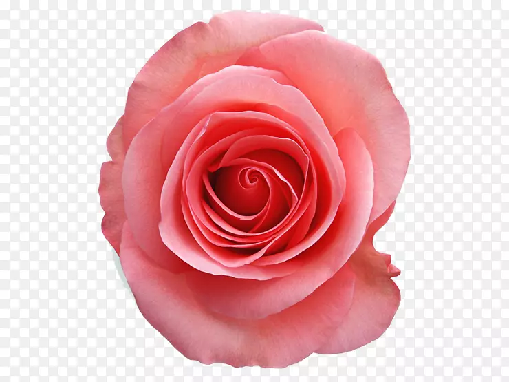 png图片剪辑艺术花园玫瑰图片粉红色