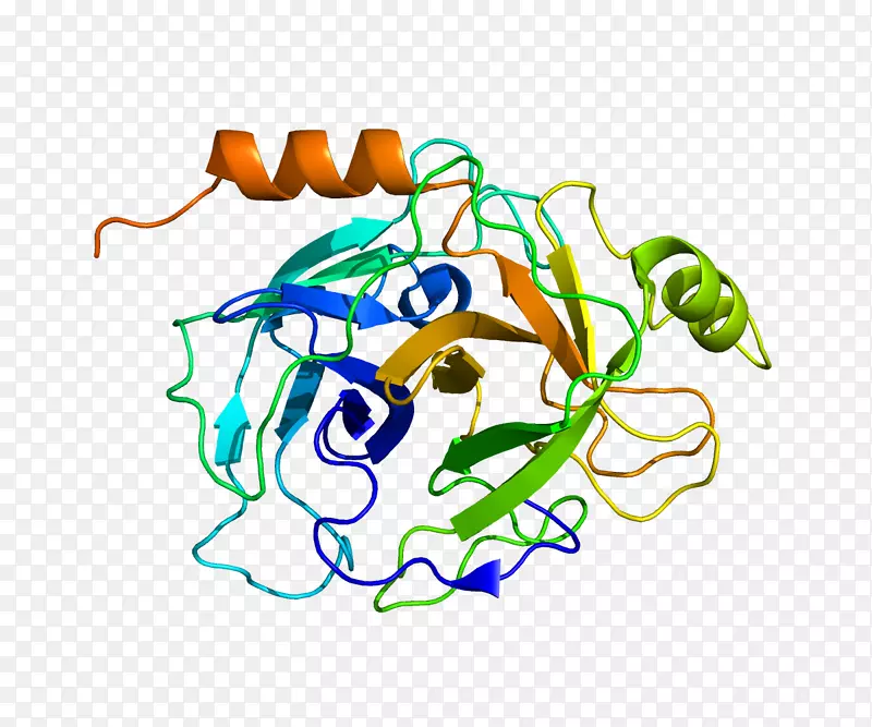 丝氨酸蛋白酶蛋白基因人钠通道