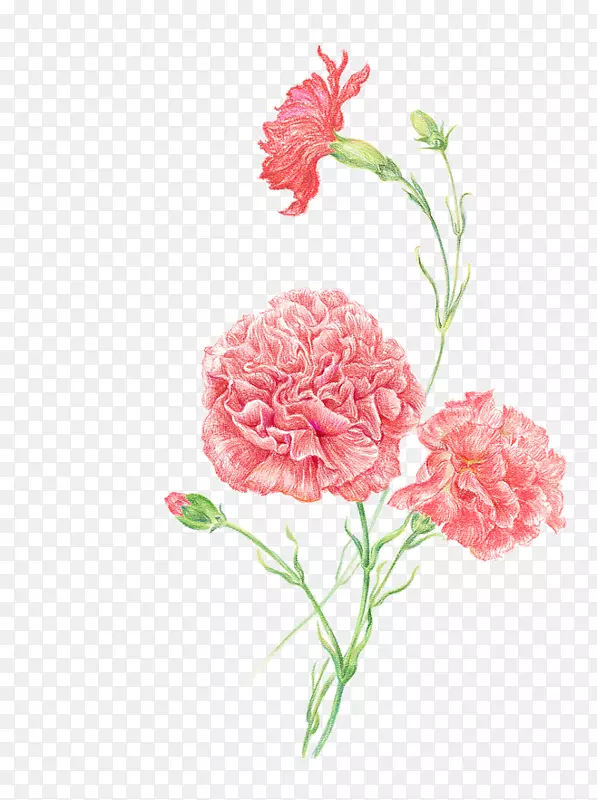 康乃馨剪贴艺术女性花卉形象-康乃馨素描