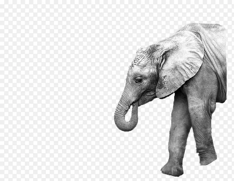亚洲象母象像摄影-象