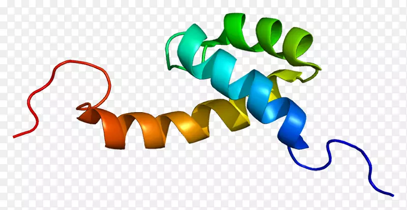 DNA结合蛋白转录Hopx基因