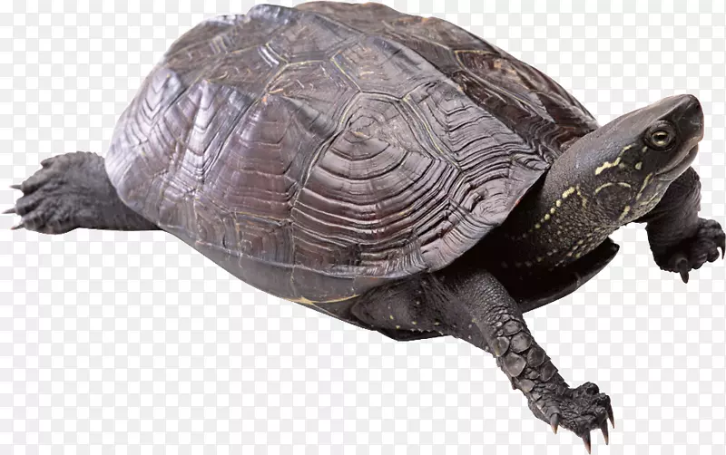 海龟png图片剪辑艺术透明度图片-海龟