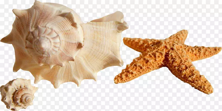 海螺岸软体动物贝壳双阀-夏季天气
