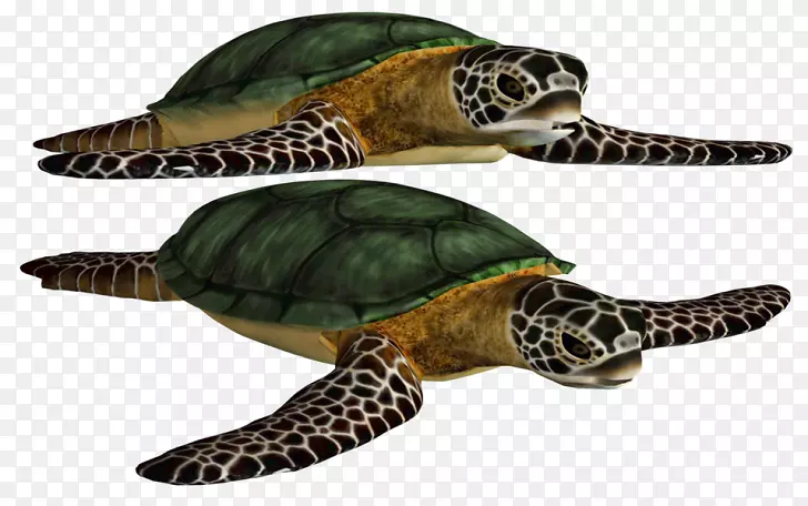 甲鱼海龟绿海龟形象-海龟