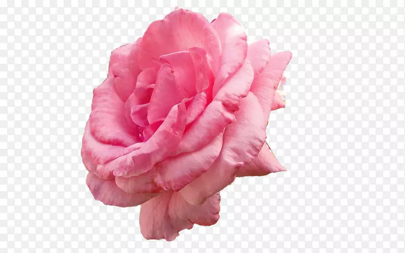 桌面壁纸花园玫瑰图像分辨率自然-玫瑰