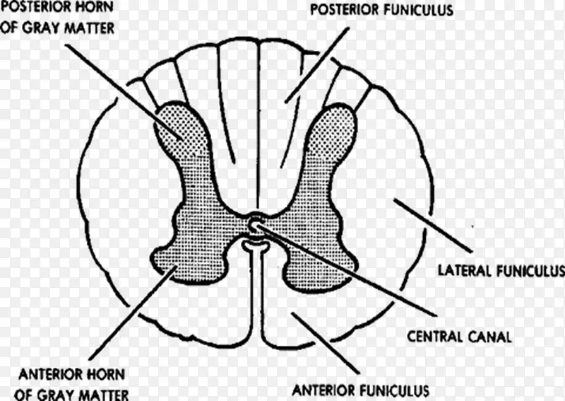 脊髓灰质脊柱中枢神经系统解剖