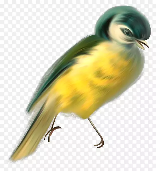 鸟类图像绘画动物png图片.计算机知识