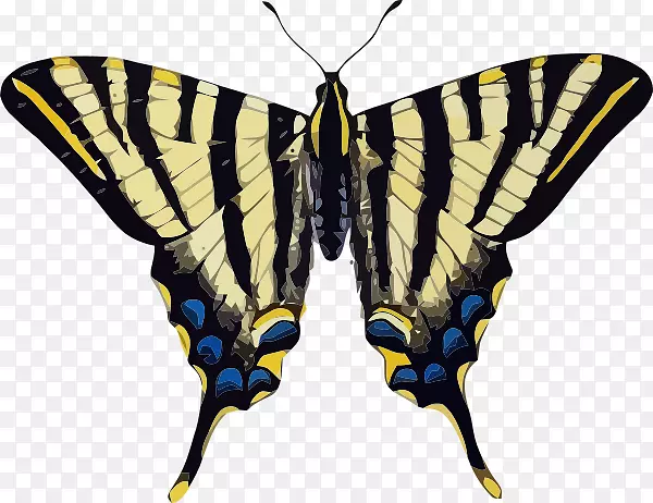 燕尾蝶，旧世界，燕尾稀少，燕尾图形，蝴蝶和昆虫