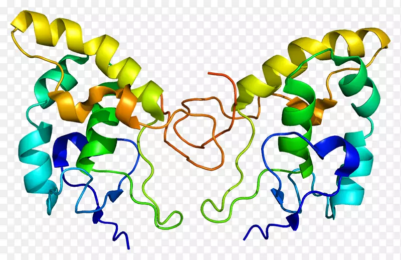 FZD 8蛋白基因功能