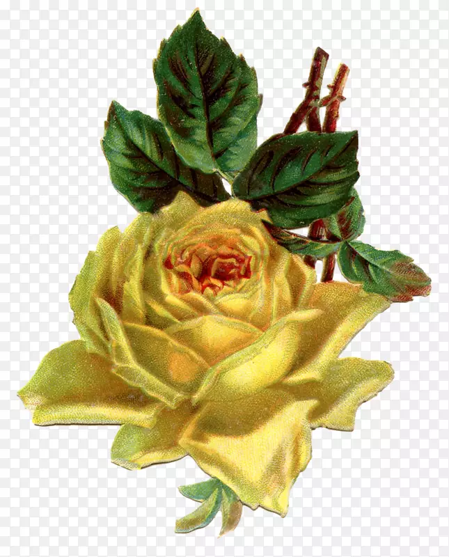 剪贴画黄色古董玫瑰