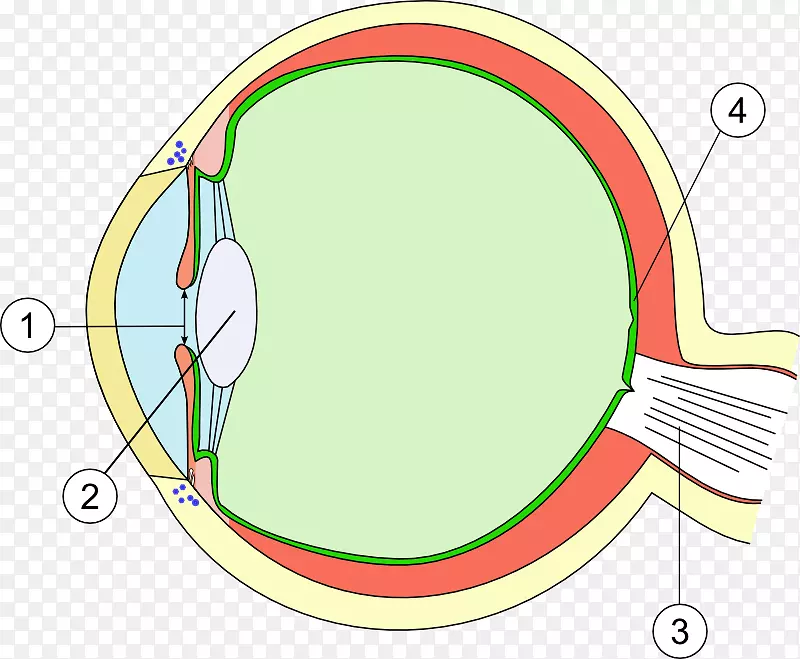 黄斑变性晶状体视网膜