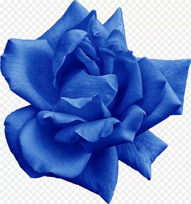 蓝玫瑰花园玫瑰png图片花-玫瑰