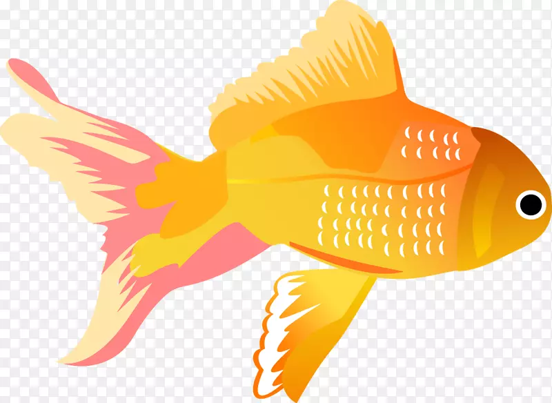 图锦鲤鱼夹艺术插图-无鱼边框