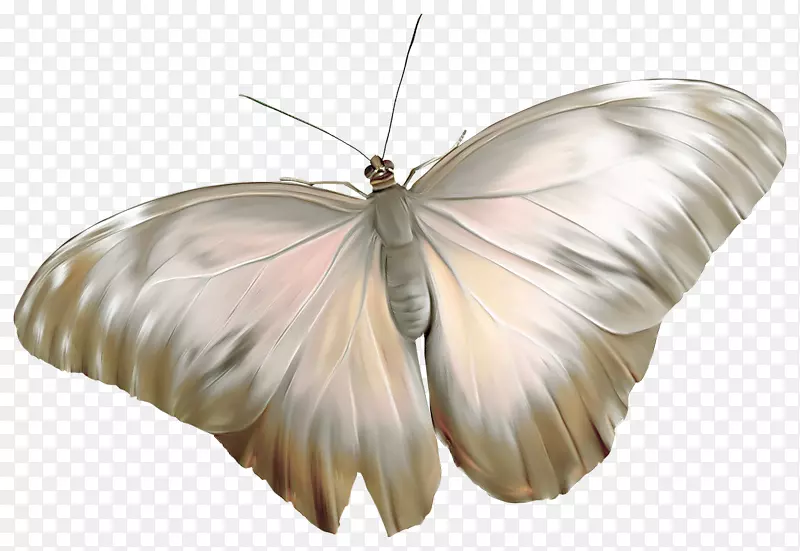蝴蝶数字图像png图片昆虫蝴蝶