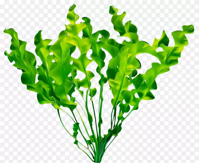 植物图像可移植网络图形叶植物