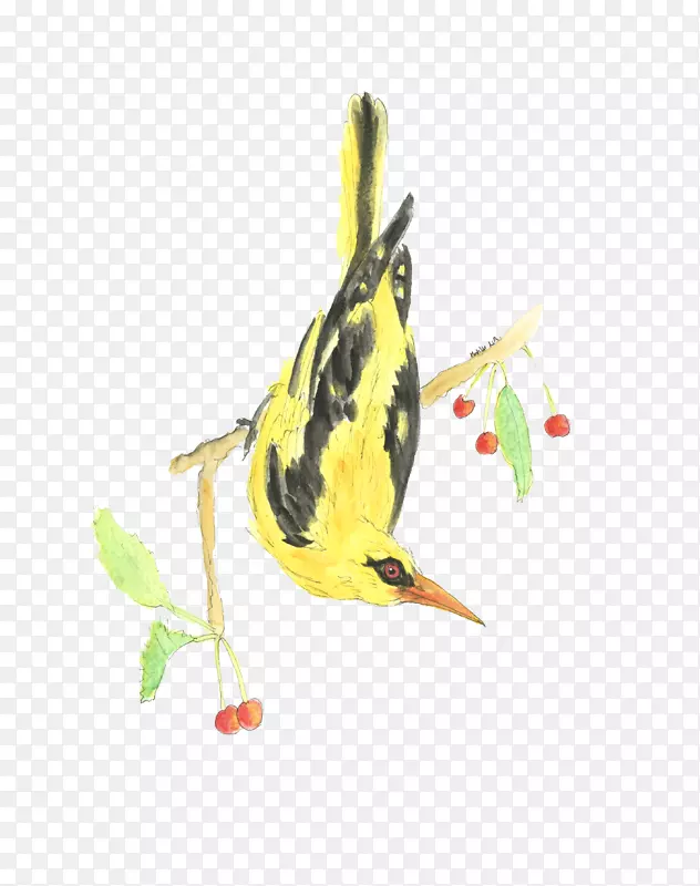 喙雀，旧世界金莺插图动物-黄莺海报