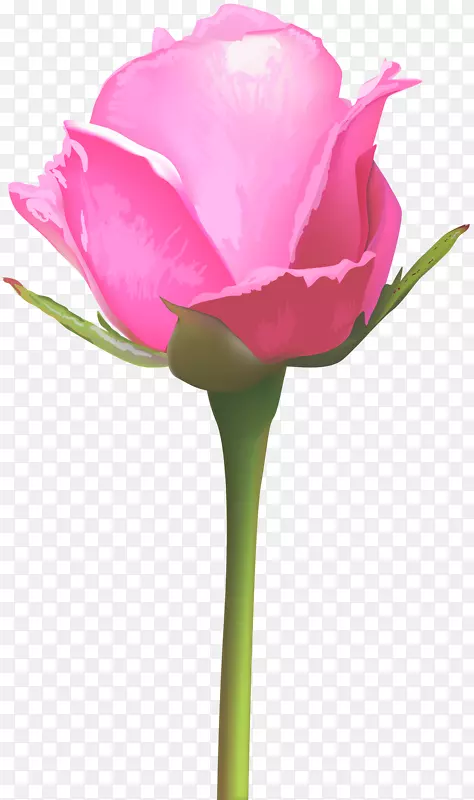 玫瑰粉红色花朵图案-玫瑰