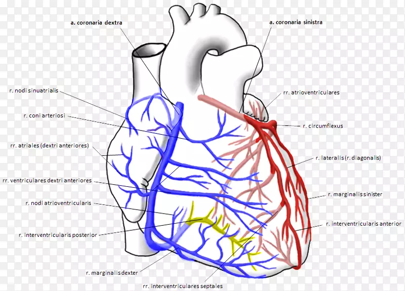 右冠状动脉左冠状动脉循环-心脏