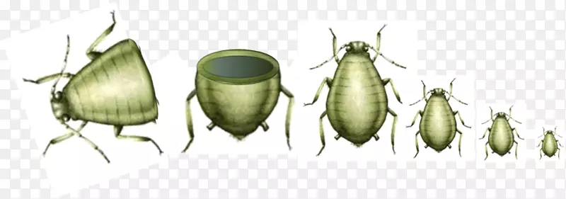 伸缩世代蚜虫单性生殖-孤雌图