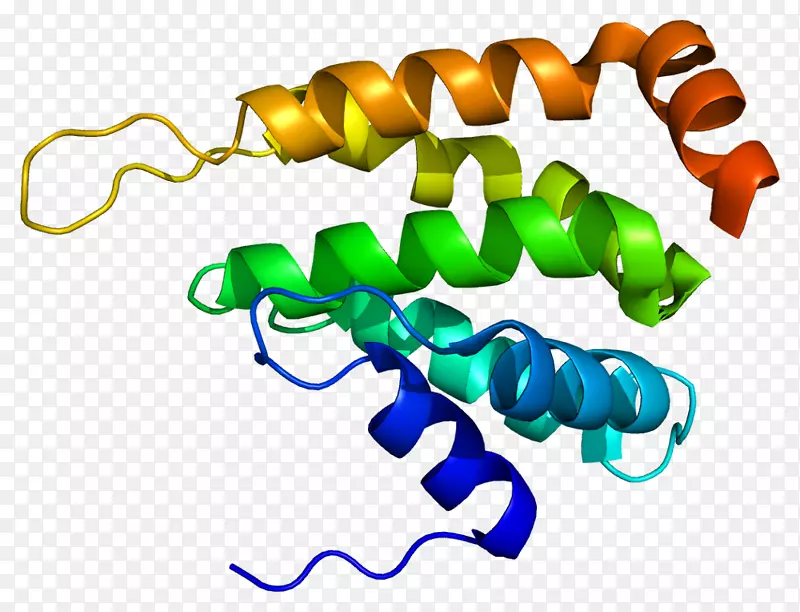 CINT 1 gga 2第二结构域clathrin中间产物1蛋白质装置