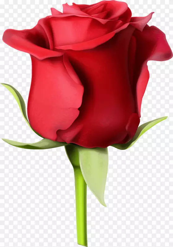 图形玫瑰桌面壁纸图片插图-最喜欢的花