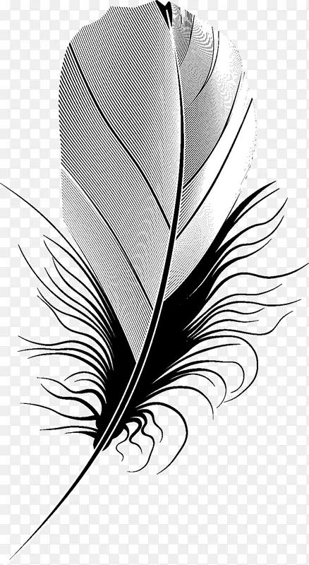 羽毛png图片图像羽毛轮廓