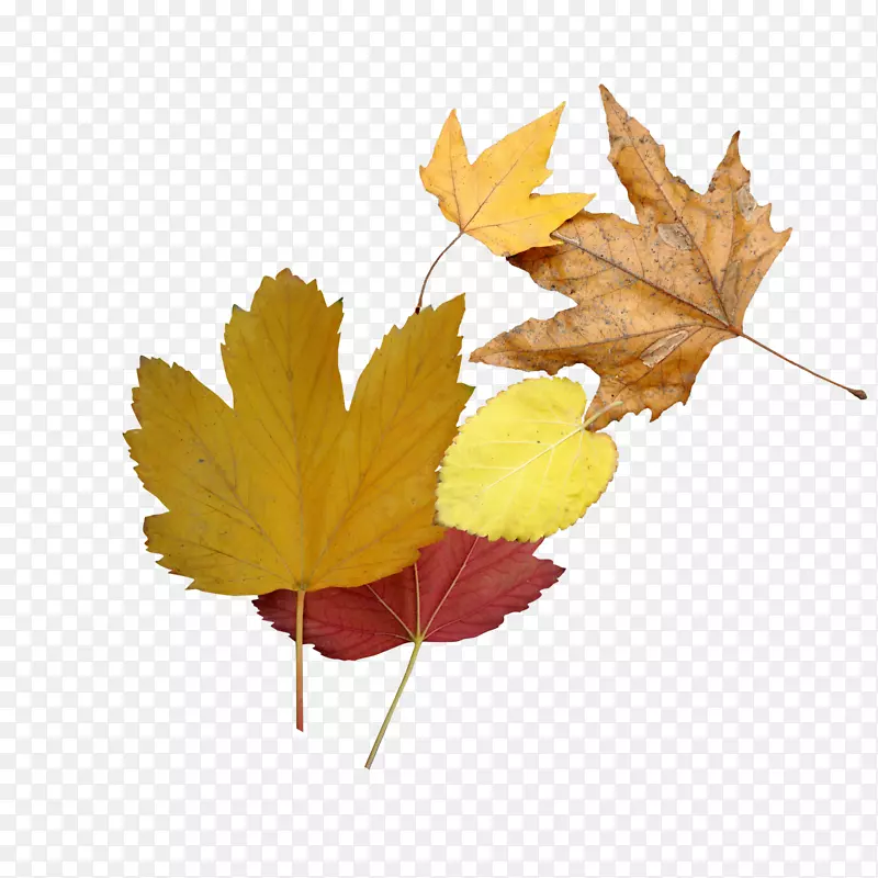 秋季图片艺术摄影棚树叶图像浮雕-秋天