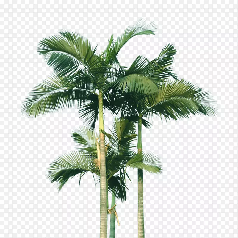 椰子树png网络图像