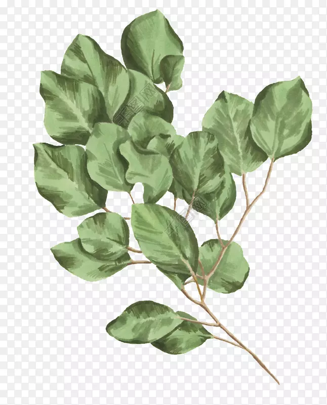 植物插图叶子图像植物学-相当绿色
