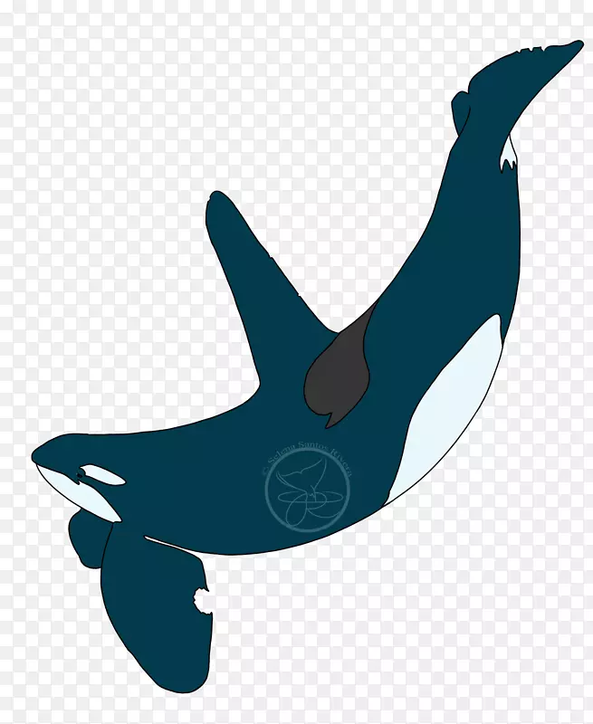 普通宽吻海豚虎鲸剪贴画海洋生物-海豚