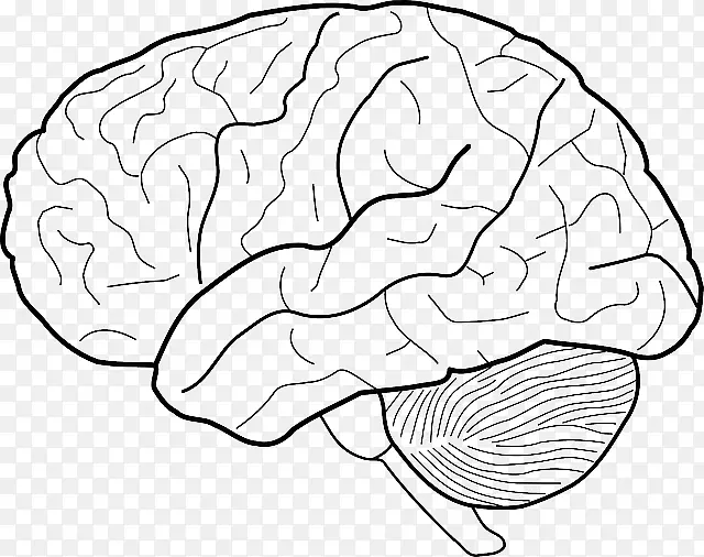 人体脑图剪贴画-神经科学