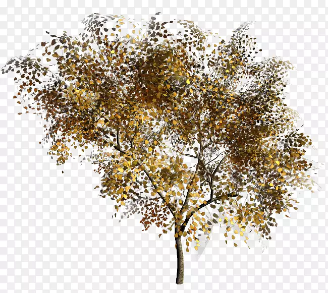 绘制可移植网络图形的树枝.树