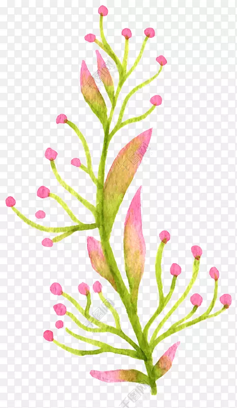 水彩画：花卉水彩画png图片水墨画图像果树图形