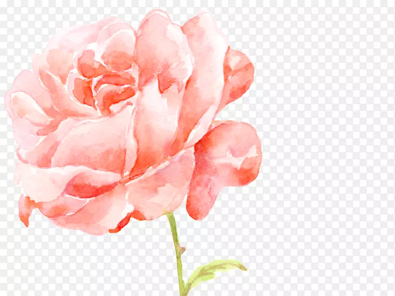 花园玫瑰图像png图片图形.Mawar Canggih