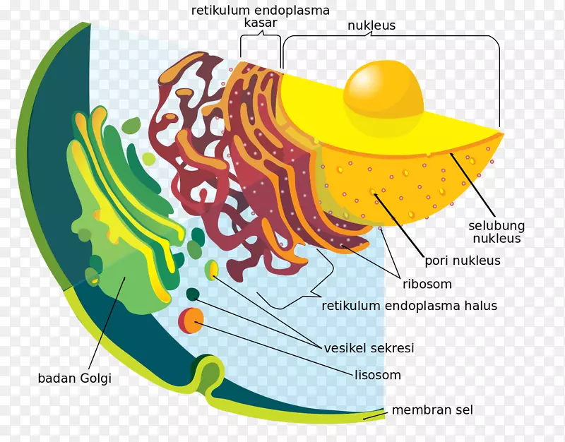 内质网膜系统细胞核包膜细胞器