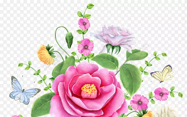 花园玫瑰花卉设计水彩画插画图