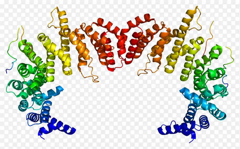 kpnb 1蛋白结构