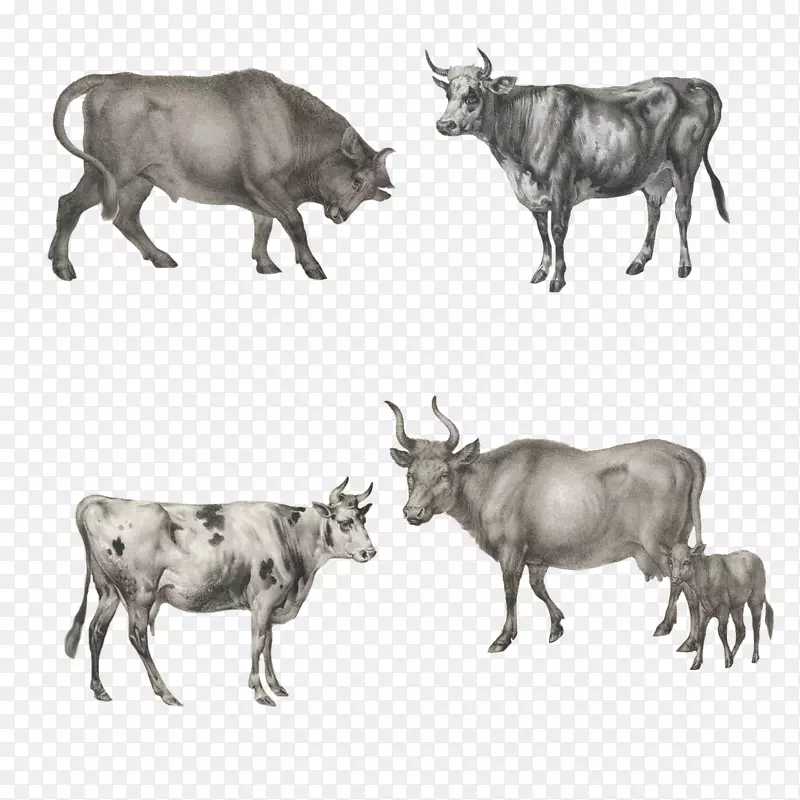 Zebu oxpng图片图像角马-牛图案