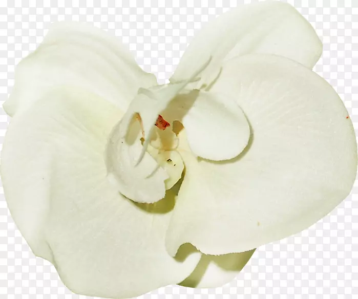飞蛾兰花白色png图片图像.兰花标志