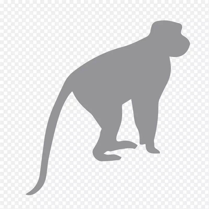 猿化石灵长类黑猩猩猴