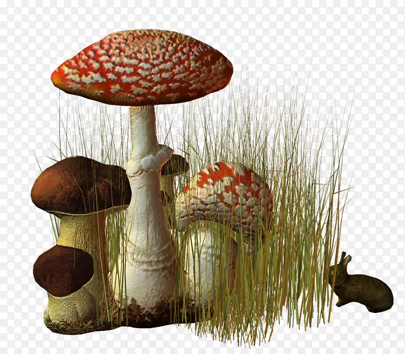 木耳剪贴画食用菌中心-蘑菇