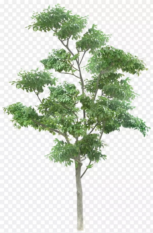 外枝植物-绿松树