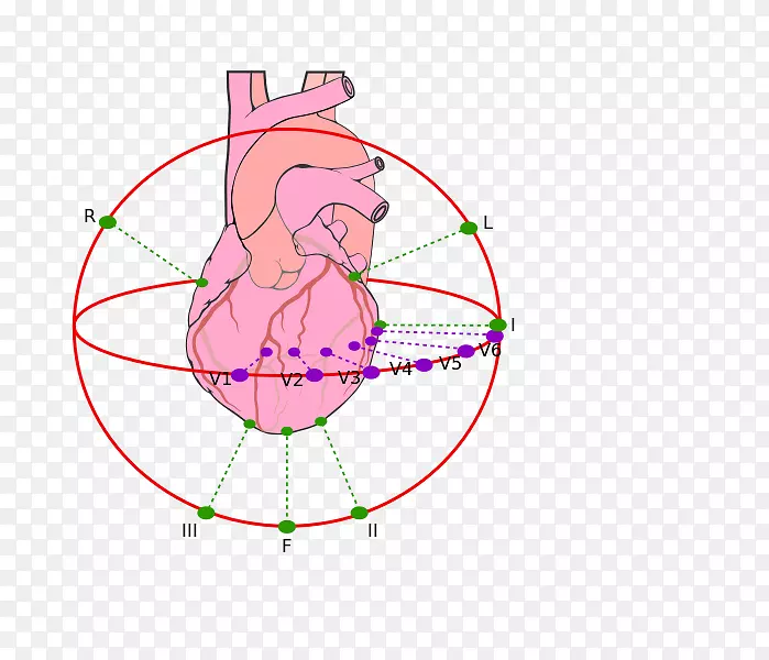 心脏学冠状动脉疾病冠状动脉旁路手术-心脏