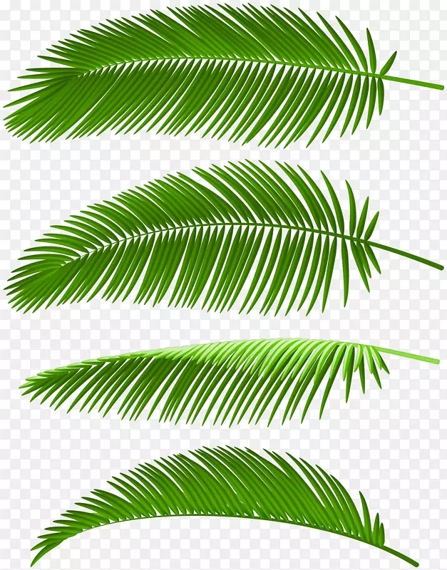 图片png图片棕榈树剪贴画叶.图标设计元素