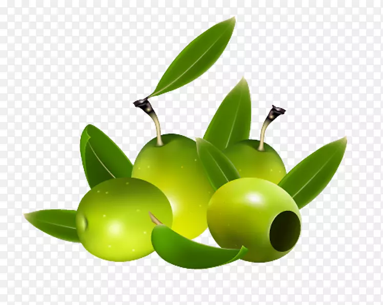 橄榄油开采权.无图形插图.绿色橄榄