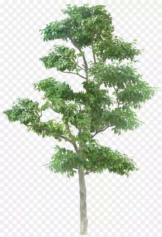 png图片结构立面设计.绿色松树